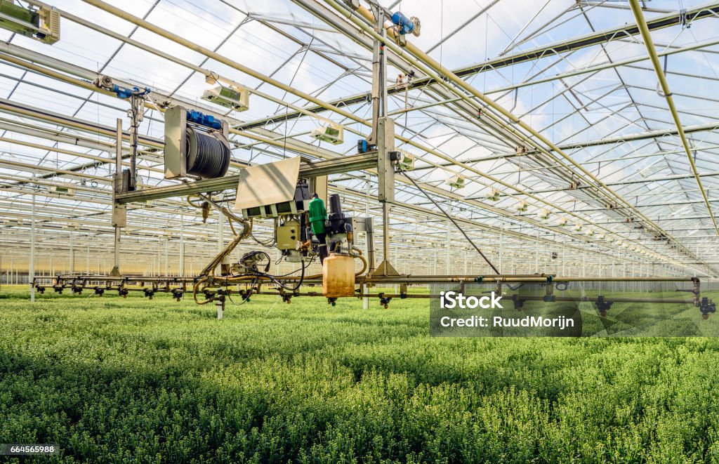 Halbautomatischer Sprühroboter in einem Gewächshaus, spezialisiert auf den Anbau von Chrysanthemen-Schnittblumen - Lizenzfrei Landwirtschaft Stock-Foto