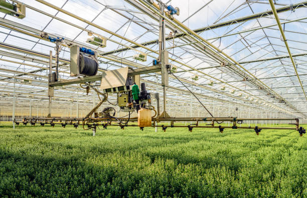 halbautomatischer sprühroboter in einem gewächshaus, spezialisiert auf den anbau von chrysanthemen-schnittblumen - ländlich modern stock-fotos und bilder