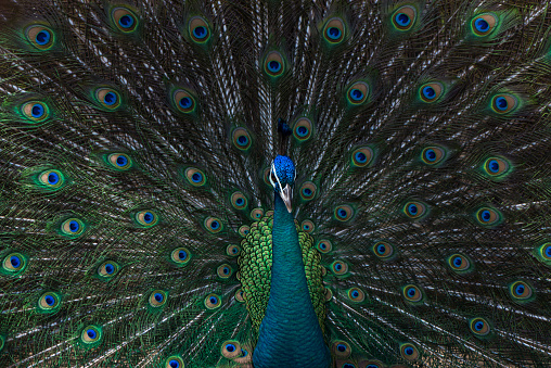Close up portrait of beautiful peacock with feathers out.