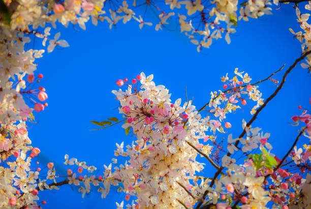 Pink cassia flowers (Wishing tree, pink shower, cassia bakeriana craib) on blue sky background in Thailand. Selective focus