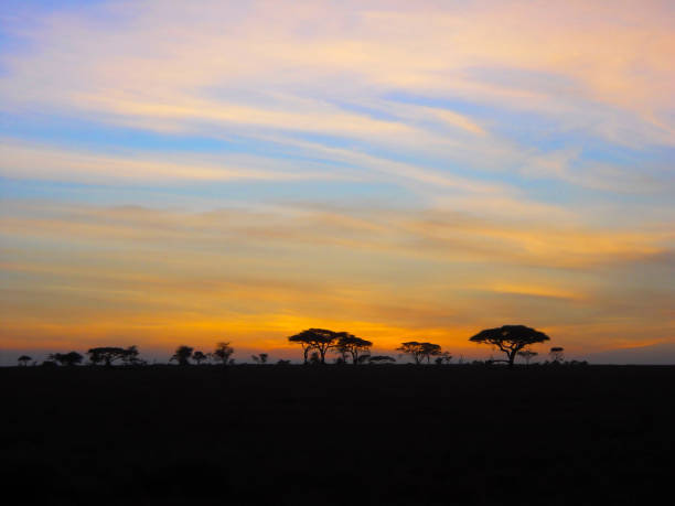 istock Sunrise in Serengeti 664572036