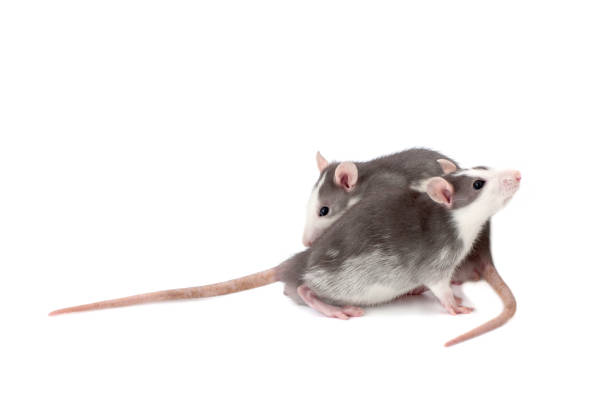 Two charming rats on a pure white background. Two charming rats on a pure white background. baby mice stock pictures, royalty-free photos & images