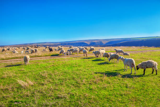 istock herd of sheep on pasture 664579492