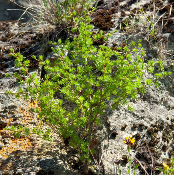 istock larch; Larix, decidua; Sprout 664580490