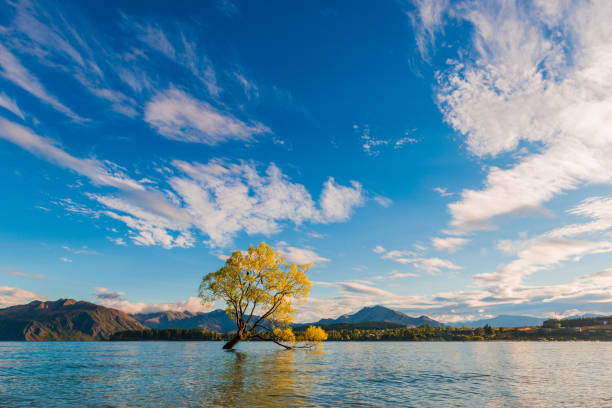 istock Wanaka Tree, Lake Wanaka at sunrise, New Zealand 664580904