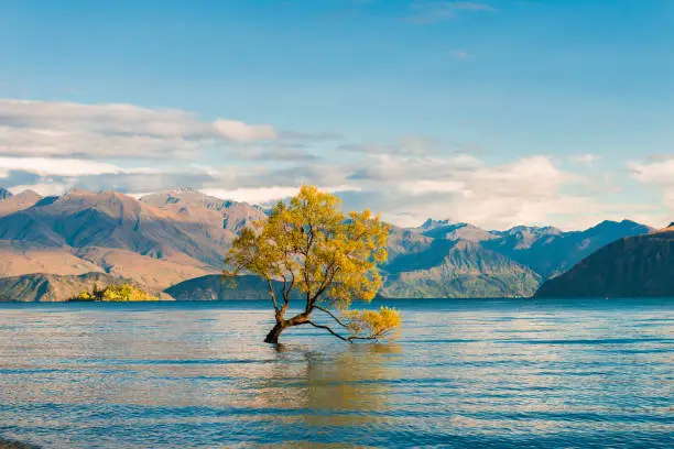 Photo of Wanaka Tree, Lake Wanaka at sunrise, New Zealand