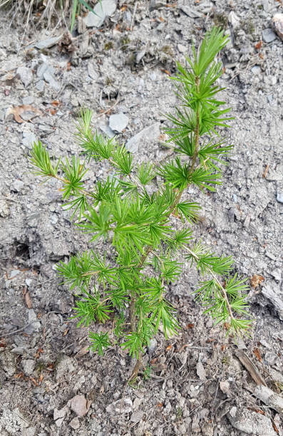 istock larch; Larix, decidua; Sprout 664581298