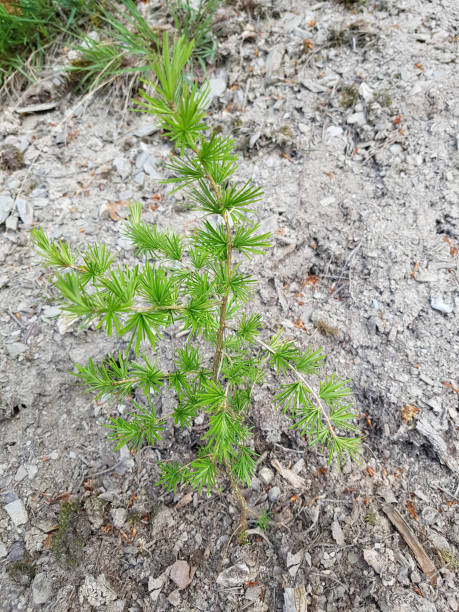 istock larch; Larix, decidua; Sprout 664581302