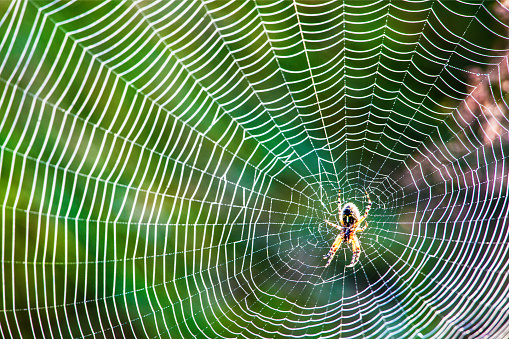 Spider and web - black background.