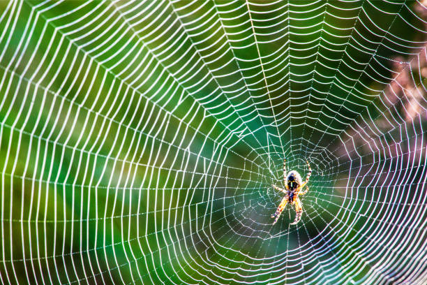 Dew on spider web Small spider in the center of the cobweb at morning spider web photos stock pictures, royalty-free photos & images
