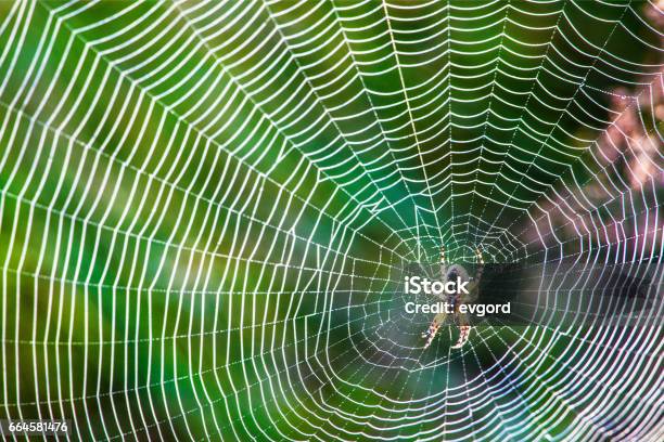 Dew On Spider Web Stock Photo - Download Image Now - Spider Web, Spider, Bulgaria