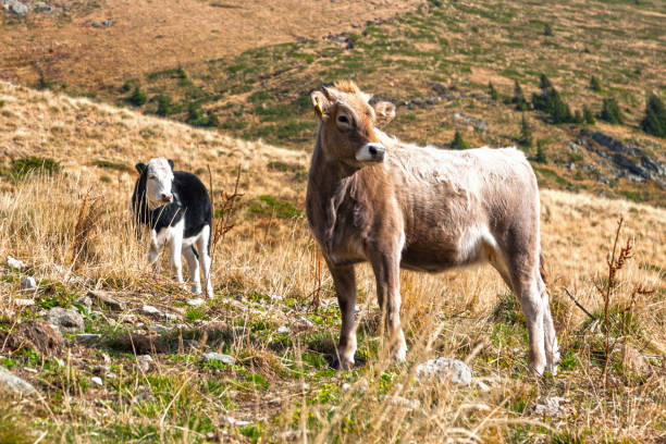 istock Stirk and cow in the mountain 664581512