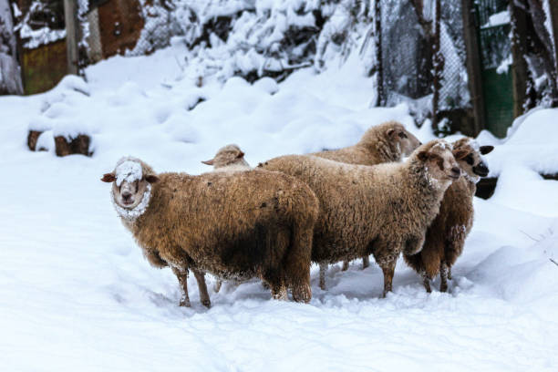 istock Flock of sheep in the snow 664581538