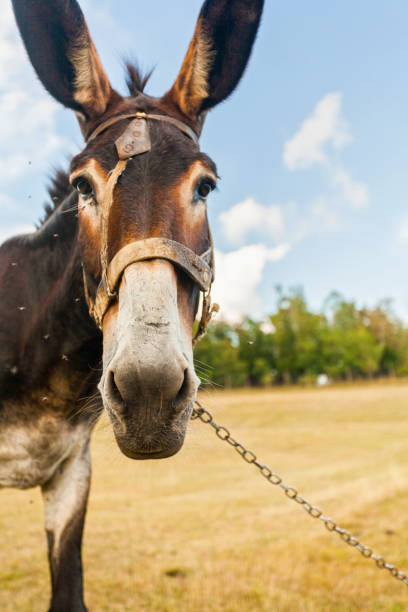 istock Funny donkey with big ears 664581562