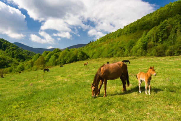 Mare and foal on pasture Brown mare and it's foal graze in the mountain 11189 stock pictures, royalty-free photos & images