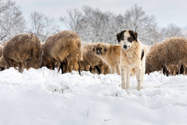 istock Angry shepherd dog keeping the lambs 664581590