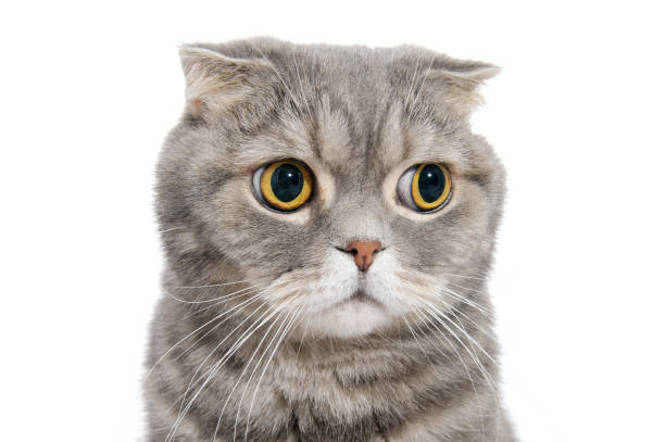 istock Portrait of breed Scottish fold cat close-up. 664581964