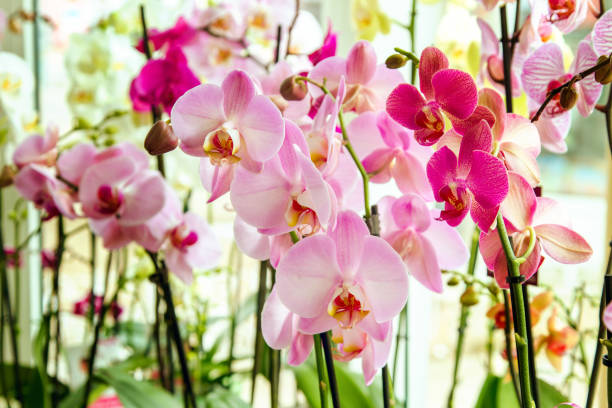 hermosa sala de flores de orquídeas rosas - artex fotografías e imágenes de stock