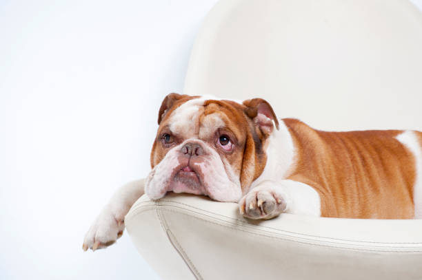 Dog breed English bulldog, lies and looks up. stock photo