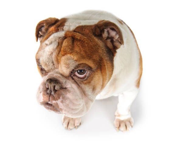 Portrait of a funny dog breed English bulldog. stock photo