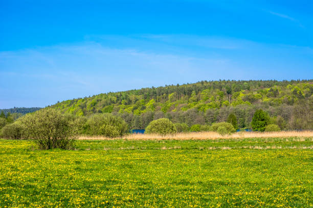 istock Beautiful spring landscape with blooming dandelions on meadow 664588034