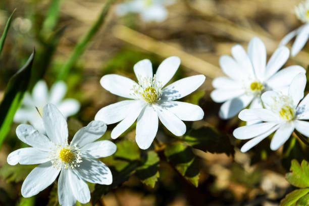 istock Blooming Rue Anemone close up. 664588450