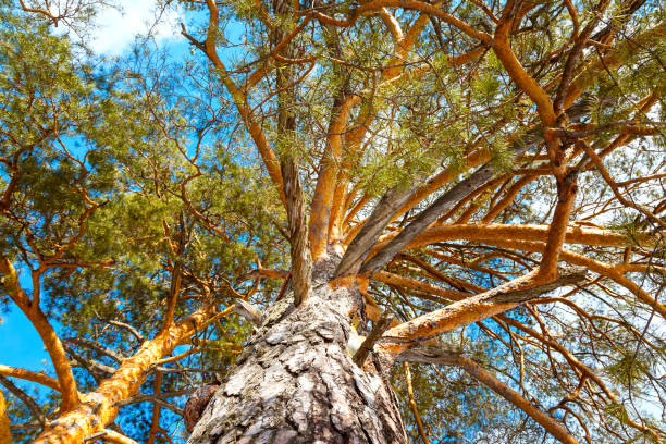 istock Bottom view of tree crown on blue sky background 664588474