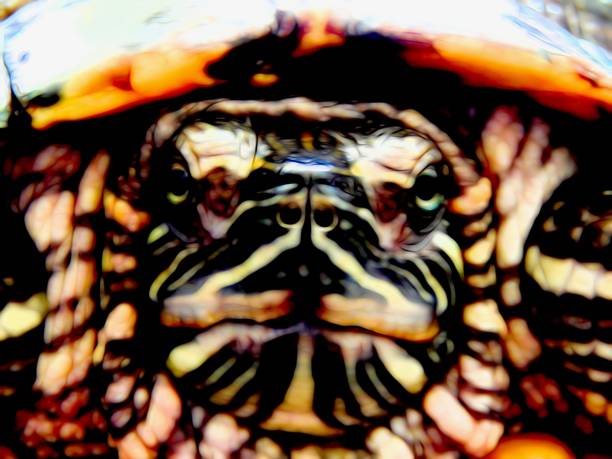 istock Red-bellied sea turtle close-up 664590876