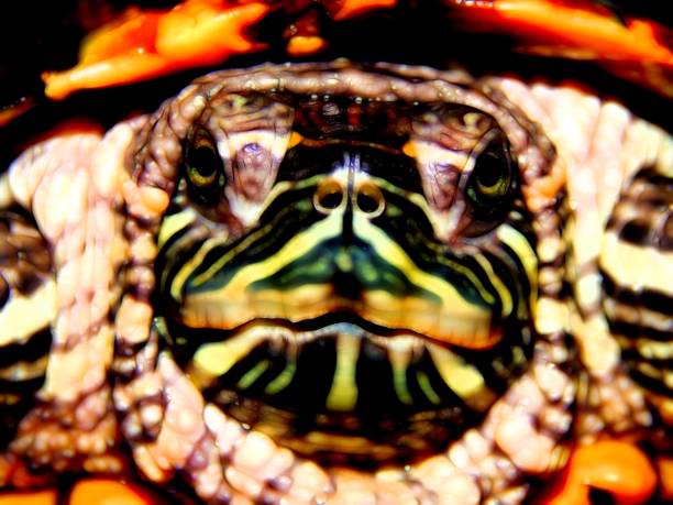 istock Red-bellied sea turtle close-up 664590878