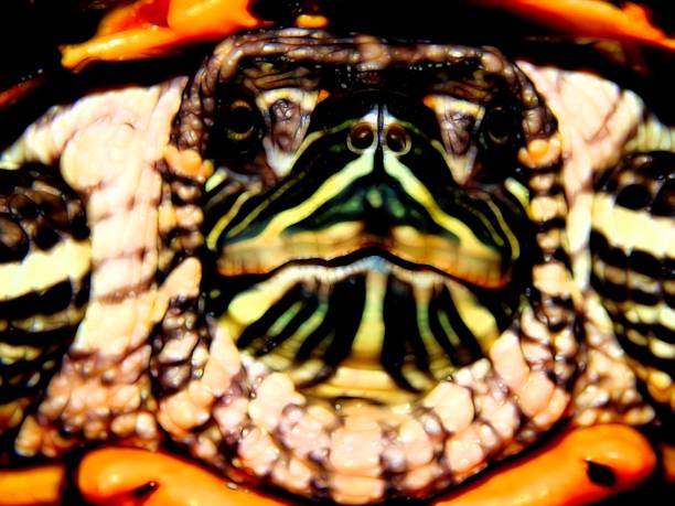 Red-bellied sea turtle close-up