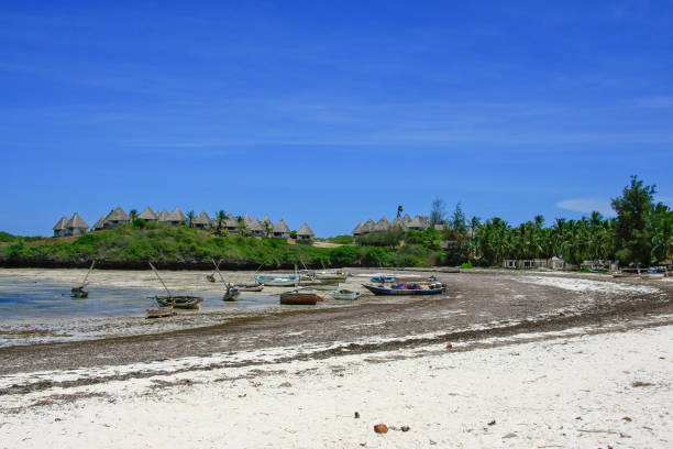 istock Marine life in Kenya 664591028