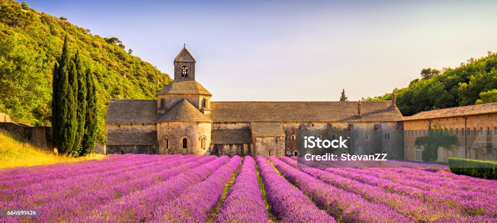 Abbey of Senanque blooming lavender flowers panorama at sunset. Gordes, Luberon, Provence, France. Abbey of Senanque and blooming rows lavender flowers panorama at sunset. Gordes, Luberon, Vaucluse, Provence, France, Europe. Flower Stock Photo