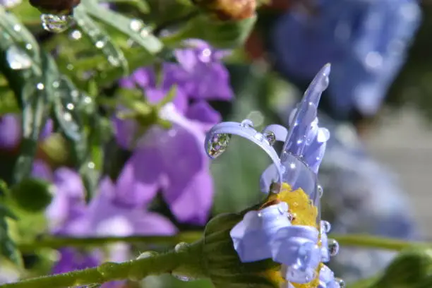 blue blossom with droplets