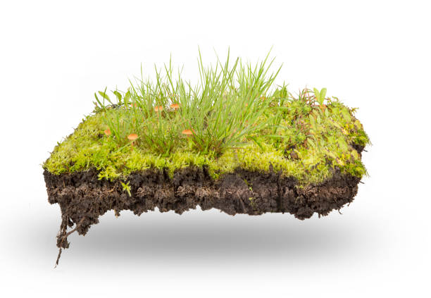 green grass and moss  isolated section green grass and moss  isolated on white soil fungus stock pictures, royalty-free photos & images