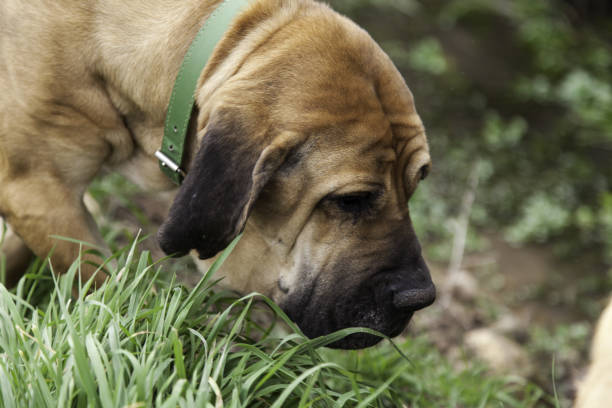 Hound dog eating grass and hunting in park, nature