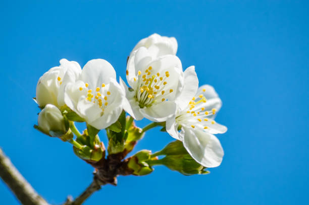 istock white cherry blossoms and buds on blue sky background 664602960