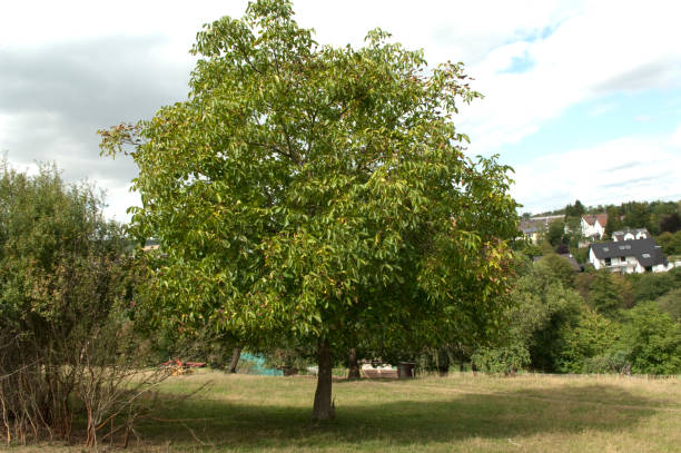 Walnut tree stock photo