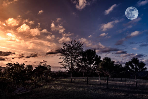 istock Trees against sky with clouds and moon over tranquil nature. 664603930