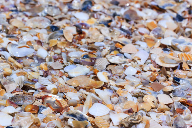 istock Colorful shells on nature background. Lots of different seashells. Outdoors. 664606516