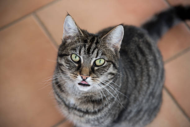 istock Tabby cat from above, licks the lips, waiting for food 664606524