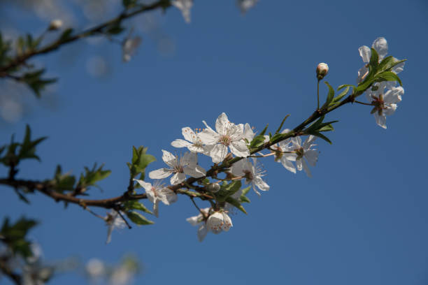 istock White blossom branch, plum fruit tree in spring, blue sky 664606920