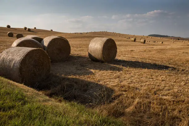 A hill full of haybales, with some of them in the foreground, with heavy shadows, and many other in the background, under a summer sun
