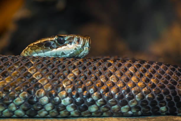 A Slithering Snake Stock Photo - Download Image Now - Snake, Aggression,  Alertness - iStock