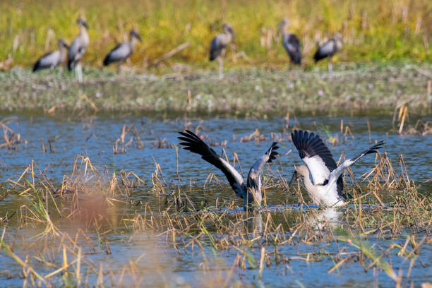 istock Image of flocks asian openbill stork. Wild Animals. Birds 664610660
