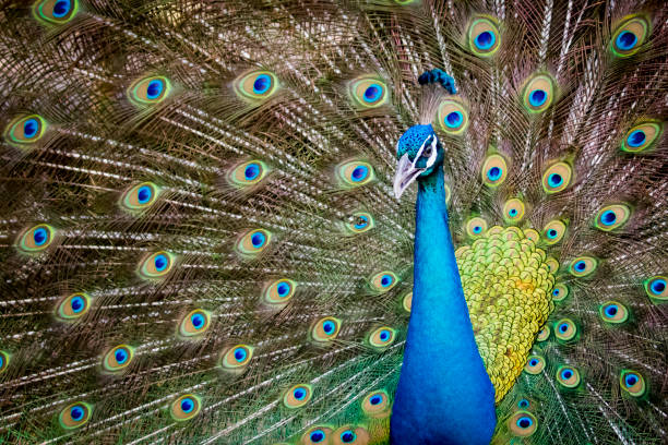 istock Image of a peacock showing its beautiful feathers. wild animals. 664610744