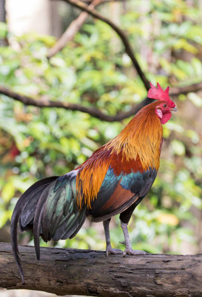 istock Image of a cock on nature background 664610816
