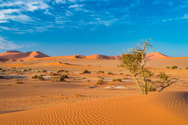 istock The scenic Sossusvlei and Deadvlei 664610962