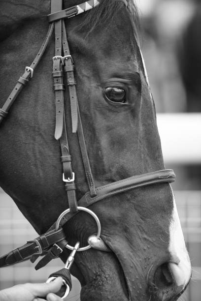 istock Race horse head detail ready to run. Paddock area. 664611502