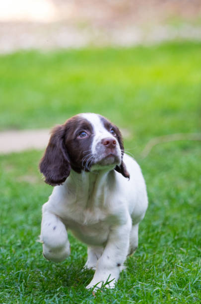 springer spaniel puppy - springer spaniel dog pets animal imagens e fotografias de stock