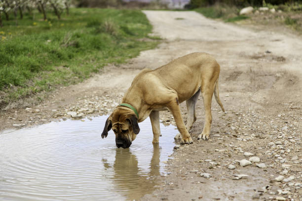 Dog hound drinking water in river pond, animals and nature